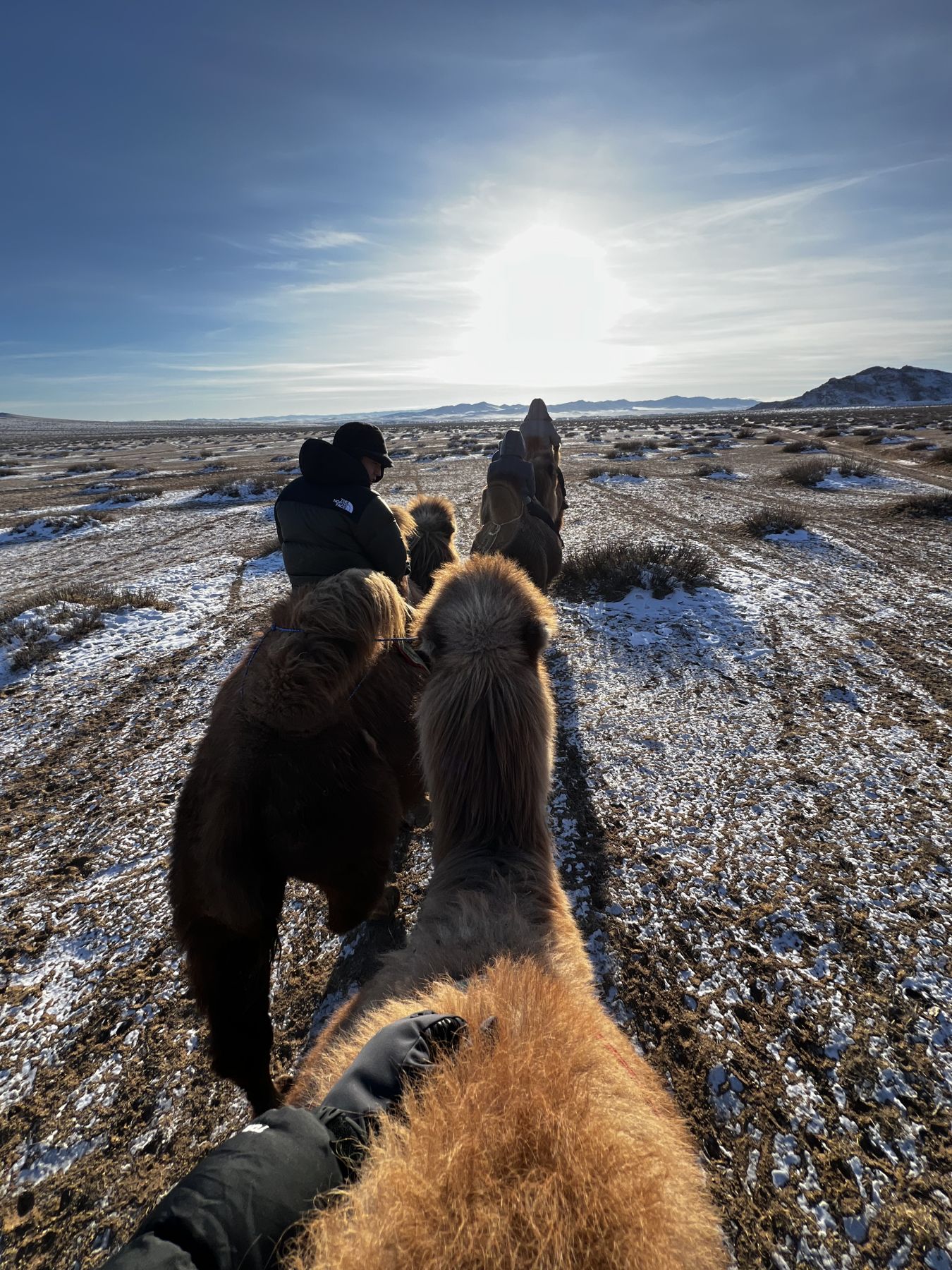 View from a camel's back on a winter camel ride across snow-dusted steppe in Mongolia