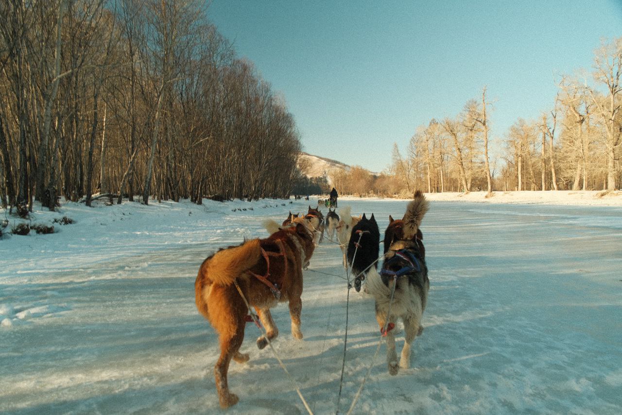 Mongolia in winter: what a December to February trip is really like