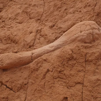 Image for Discover ancient fossil sites