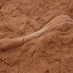 Discover ancient fossil sites