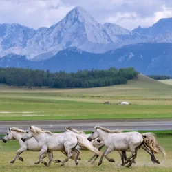 Ride through the vast landscapes of the Darkhad Valley, surrounded by Mongolia's remote northern scenery