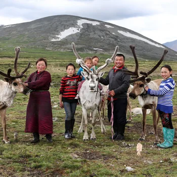 Image for Experience life in the taiga, where reindeer remain an important part of the Tsaatan family's daily life