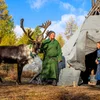 A Day with the Reindeer Family
