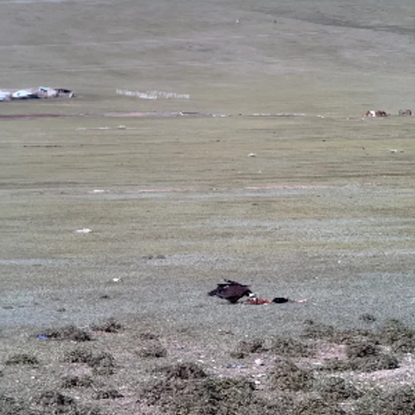 Epic Mongolia Expedition - Central Mongolia, Gobi Desert, Nomadic Tribe, Horseback Adventure! photo 36