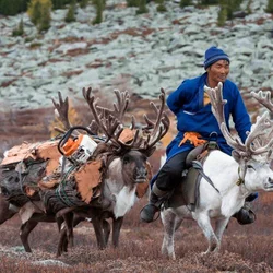 Arrive at the Tsaatan family's camp and get your first glimpse into their life alongside the reindeer